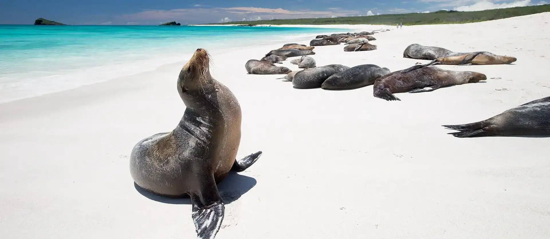 Amazing Ecuador: From Amazon to Galapagos
