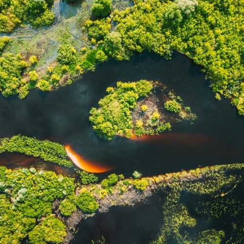 Aerial view. Green forest and river marsh landscape in summer. Top view of european nature from high attitude in summertime. Bird's eye view. Belarus.