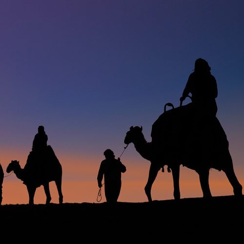 Camels
